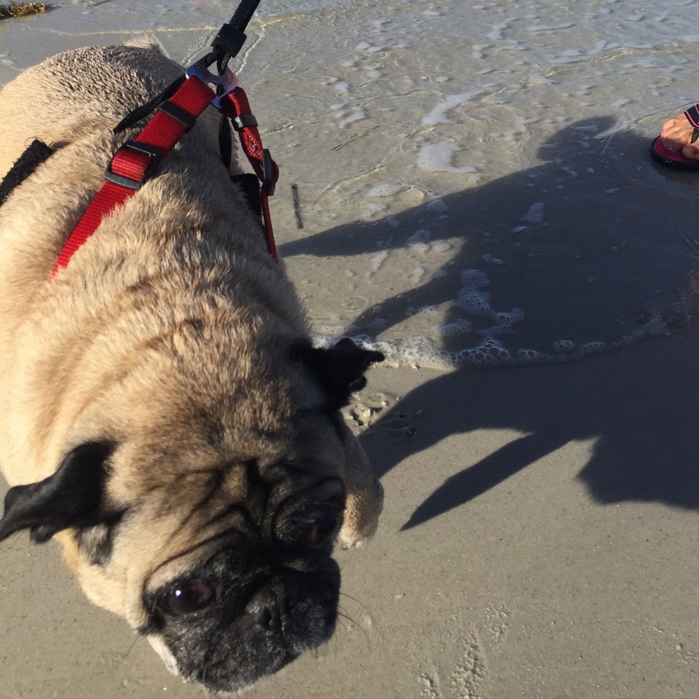 Meet your Posher, Lena